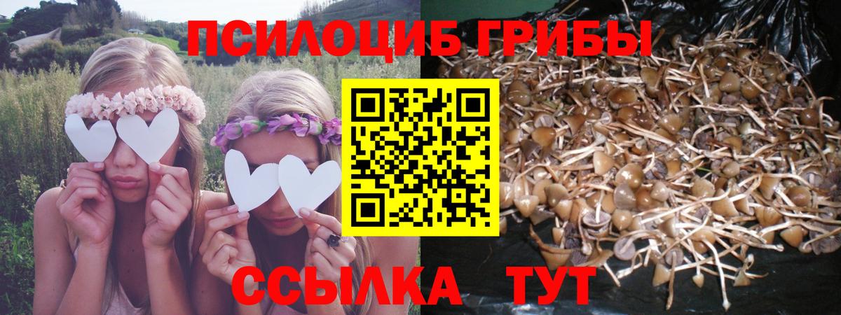 Галлюциногенные грибы Cubensis Сосновый Бор